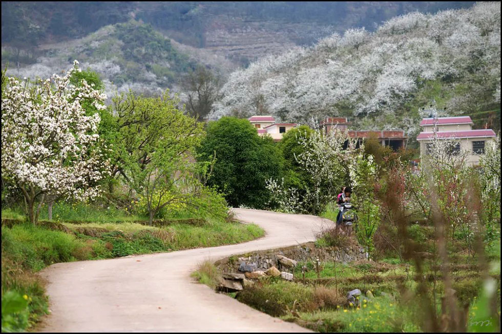 【春天,广西桂林灌阳县向您发出邀请!】我们在灌阳看梨花 - 游山玩水 - 张家口生活社区 - 张家口28生活网 zjk.28life.com
