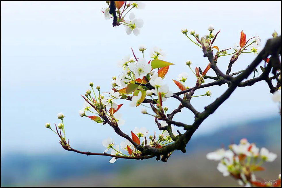 【春天,广西桂林灌阳县向您发出邀请!】我们在灌阳看梨花 - 游山玩水 - 张家口生活社区 - 张家口28生活网 zjk.28life.com