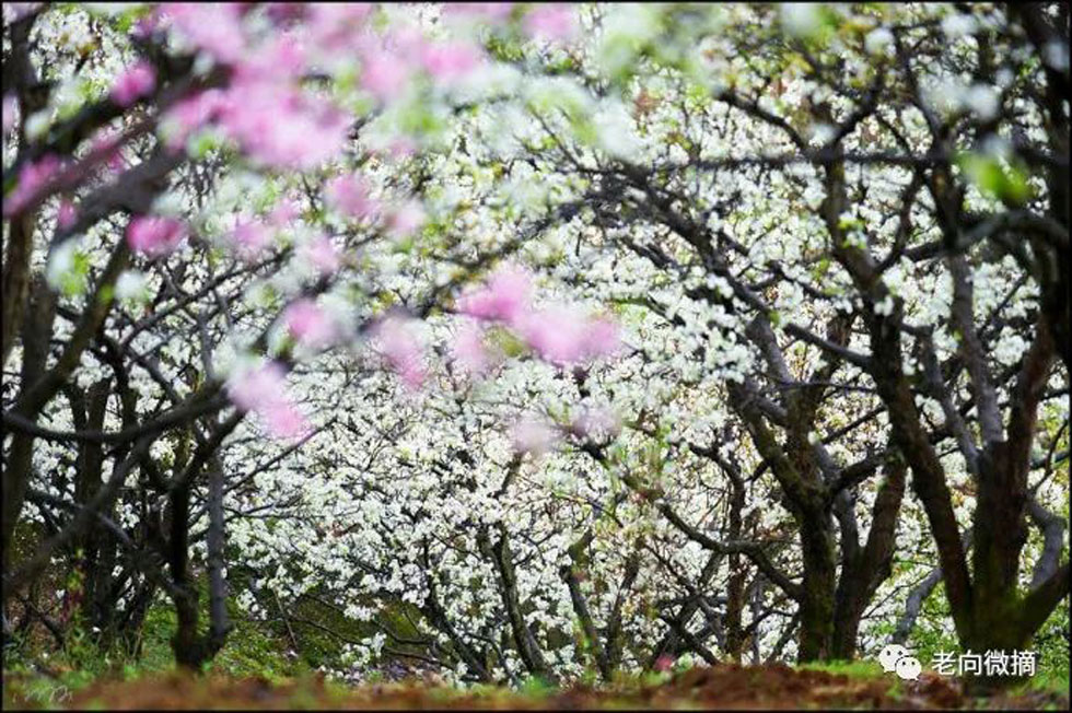 【春天,广西桂林灌阳县向您发出邀请!】我们在灌阳看梨花 - 游山玩水 - 张家口生活社区 - 张家口28生活网 zjk.28life.com