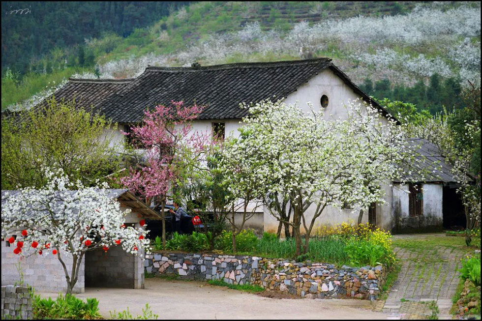 【春天,广西桂林灌阳县向您发出邀请!】我们在灌阳看梨花 - 游山玩水 - 张家口生活社区 - 张家口28生活网 zjk.28life.com