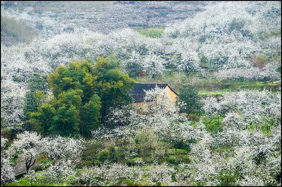 【春天,广西桂林灌阳县向您发出邀请!】我们在灌阳看梨花 - 游山玩水 - 张家口生活社区 - 张家口28生活网 zjk.28life.com
