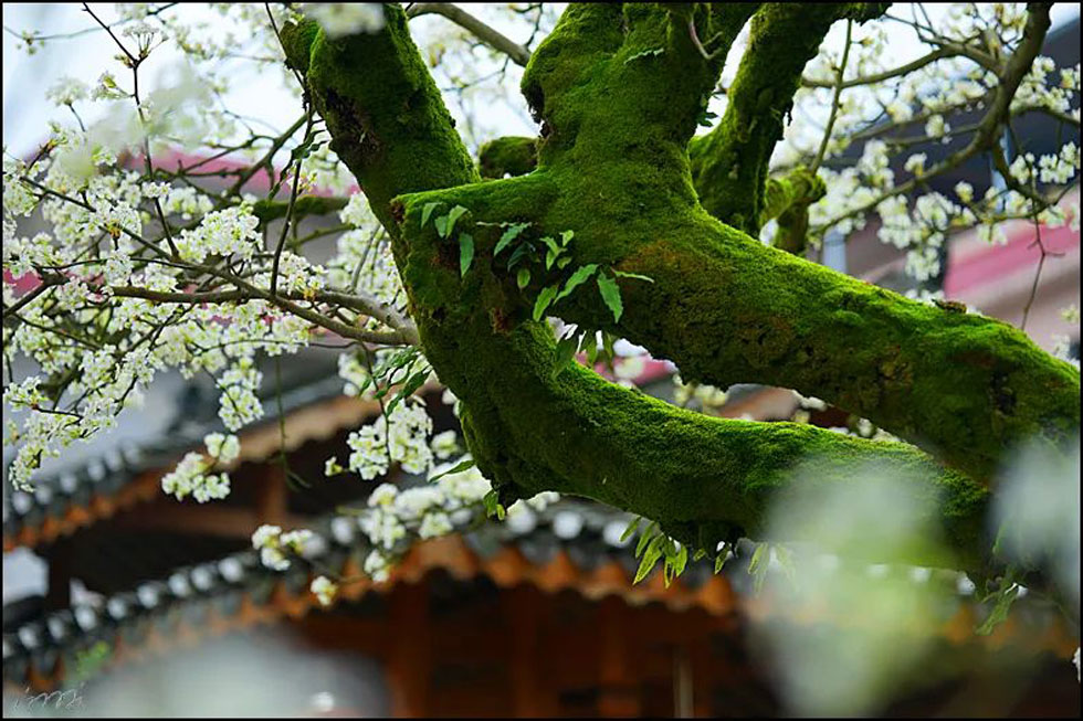 【春天,广西桂林灌阳县向您发出邀请!】我们在灌阳看梨花 - 游山玩水 - 张家口生活社区 - 张家口28生活网 zjk.28life.com