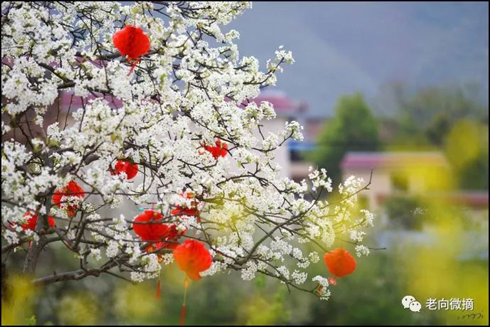 【春天,广西桂林灌阳县向您发出邀请!】我们在灌阳看梨花 - 游山玩水 - 张家口生活社区 - 张家口28生活网 zjk.28life.com