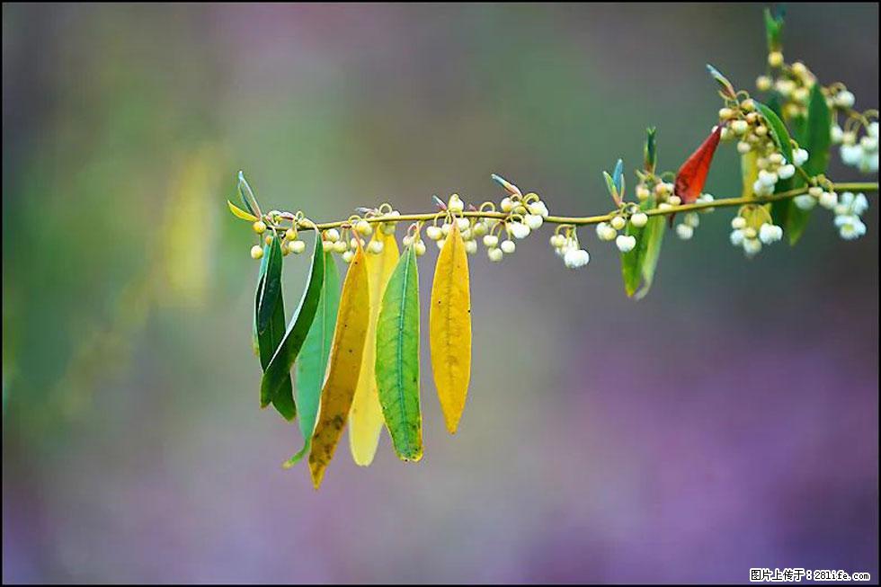 【春天，广西桂林灌阳县向您发出邀请！】米珠山前有片山苍子花在飘香 - 游山玩水 - 张家口生活社区 - 张家口28生活网 zjk.28life.com