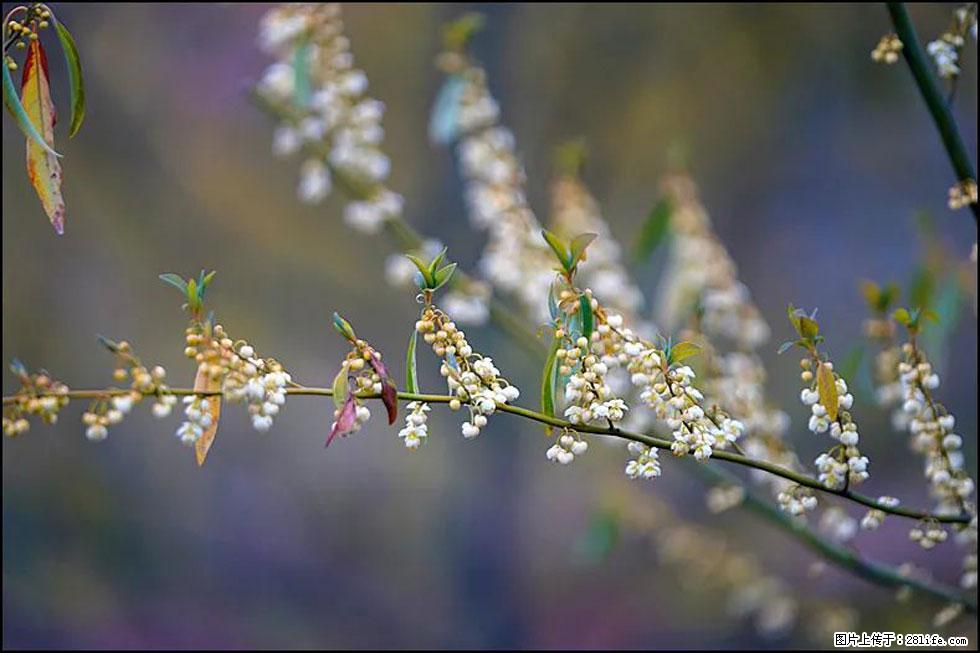 【春天，广西桂林灌阳县向您发出邀请！】米珠山前有片山苍子花在飘香 - 游山玩水 - 张家口生活社区 - 张家口28生活网 zjk.28life.com