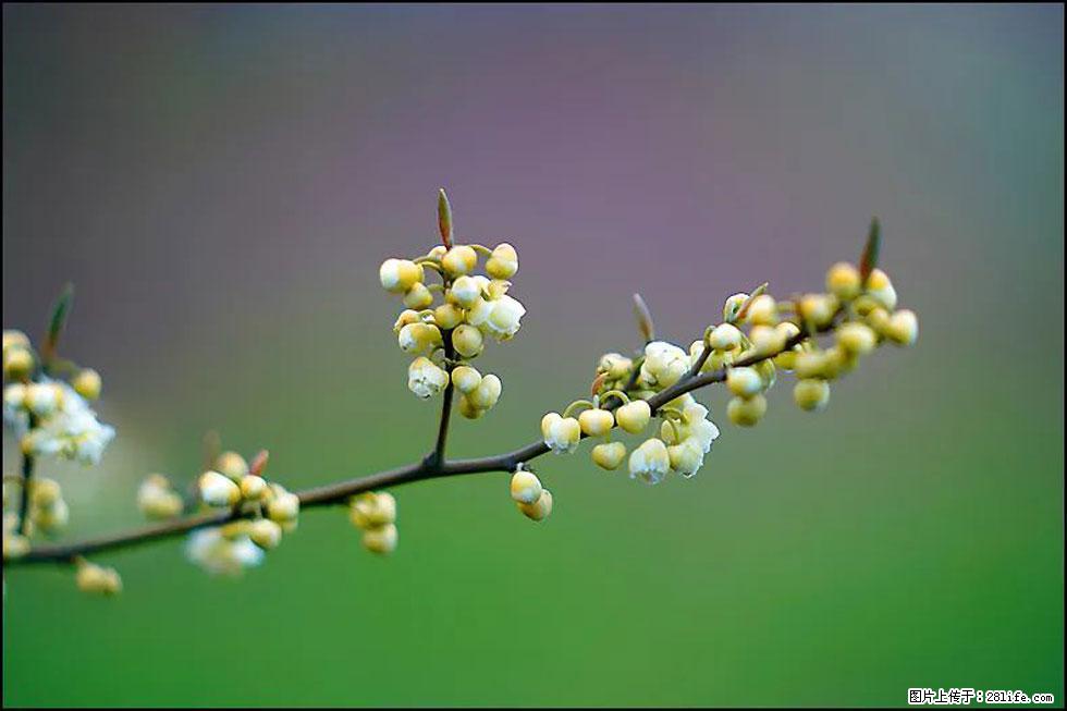 【春天，广西桂林灌阳县向您发出邀请！】米珠山前有片山苍子花在飘香 - 游山玩水 - 张家口生活社区 - 张家口28生活网 zjk.28life.com