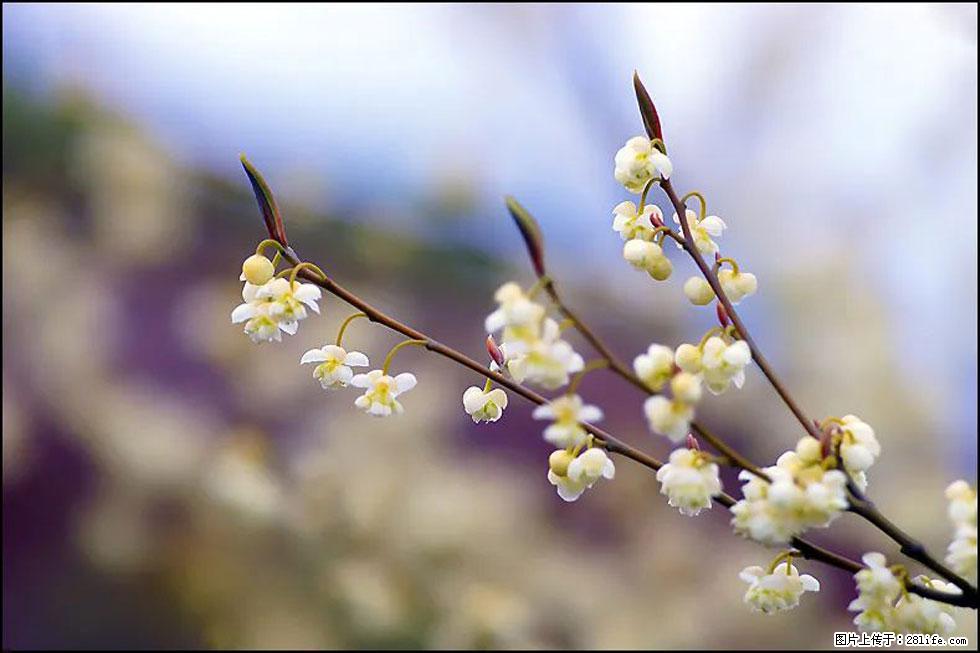 【春天，广西桂林灌阳县向您发出邀请！】米珠山前有片山苍子花在飘香 - 游山玩水 - 张家口生活社区 - 张家口28生活网 zjk.28life.com