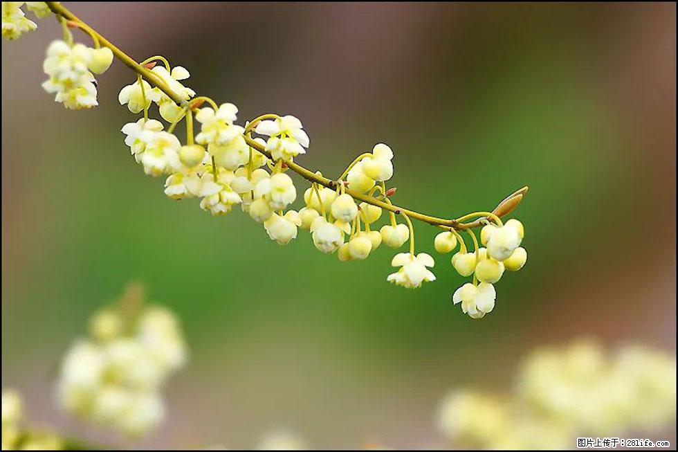 【春天，广西桂林灌阳县向您发出邀请！】米珠山前有片山苍子花在飘香 - 游山玩水 - 张家口生活社区 - 张家口28生活网 zjk.28life.com