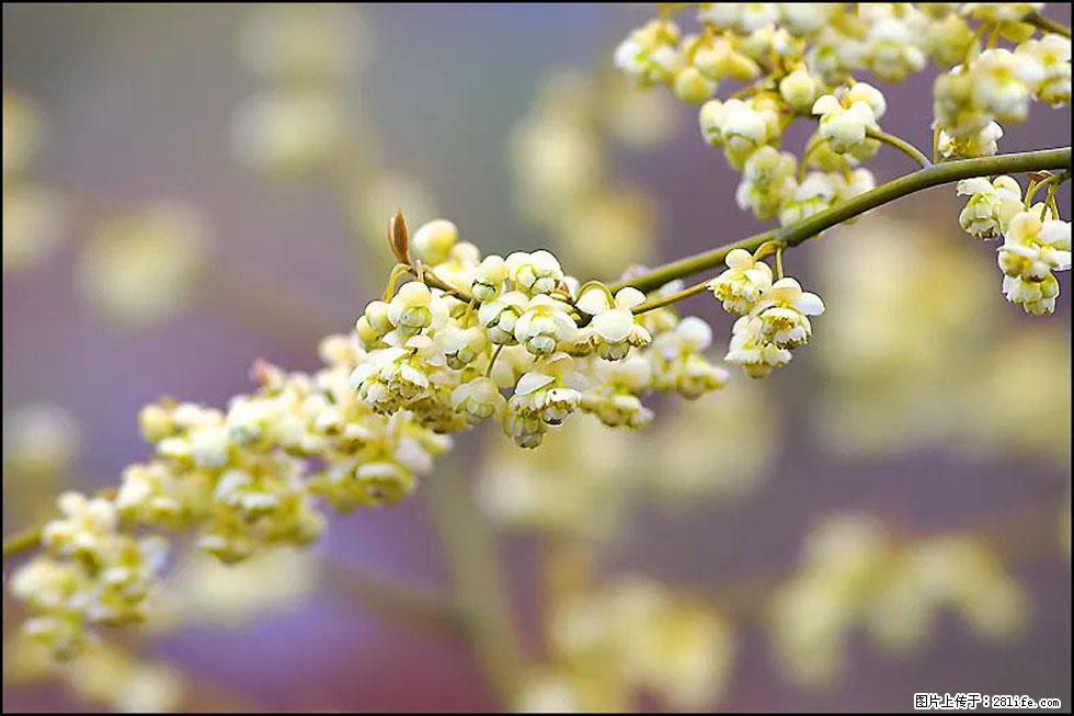 【春天，广西桂林灌阳县向您发出邀请！】米珠山前有片山苍子花在飘香 - 游山玩水 - 张家口生活社区 - 张家口28生活网 zjk.28life.com