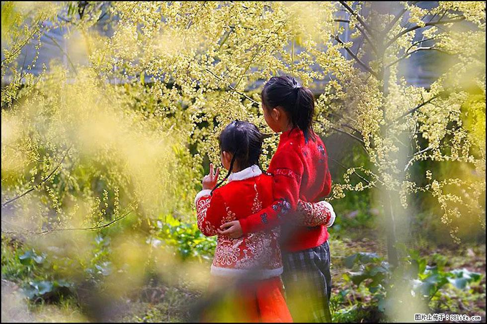 【春天，广西桂林灌阳县向您发出邀请！】米珠山前有片山苍子花在飘香 - 游山玩水 - 张家口生活社区 - 张家口28生活网 zjk.28life.com