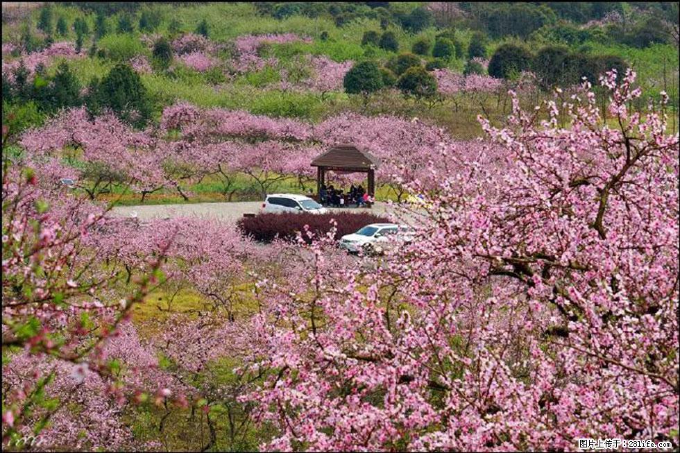 【春天,广西桂林灌阳县向您发出邀请!】官庄村有个醉美的桃花园 - 游山玩水 - 张家口生活社区 - 张家口28生活网 zjk.28life.com