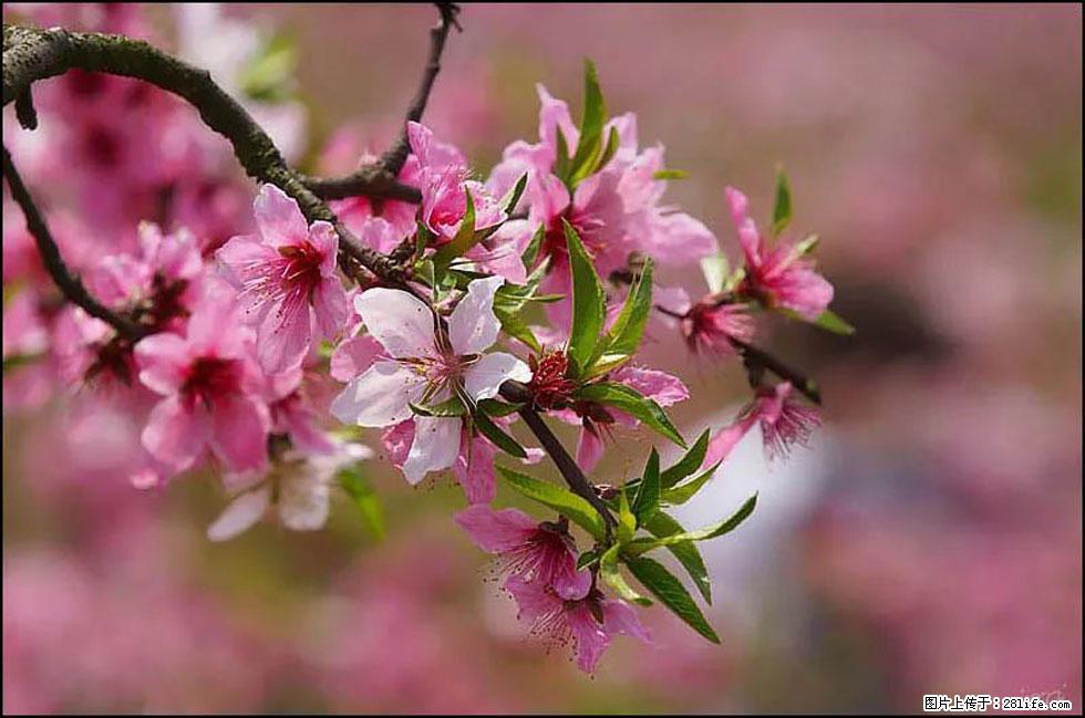 【春天,广西桂林灌阳县向您发出邀请!】官庄村有个醉美的桃花园 - 游山玩水 - 张家口生活社区 - 张家口28生活网 zjk.28life.com