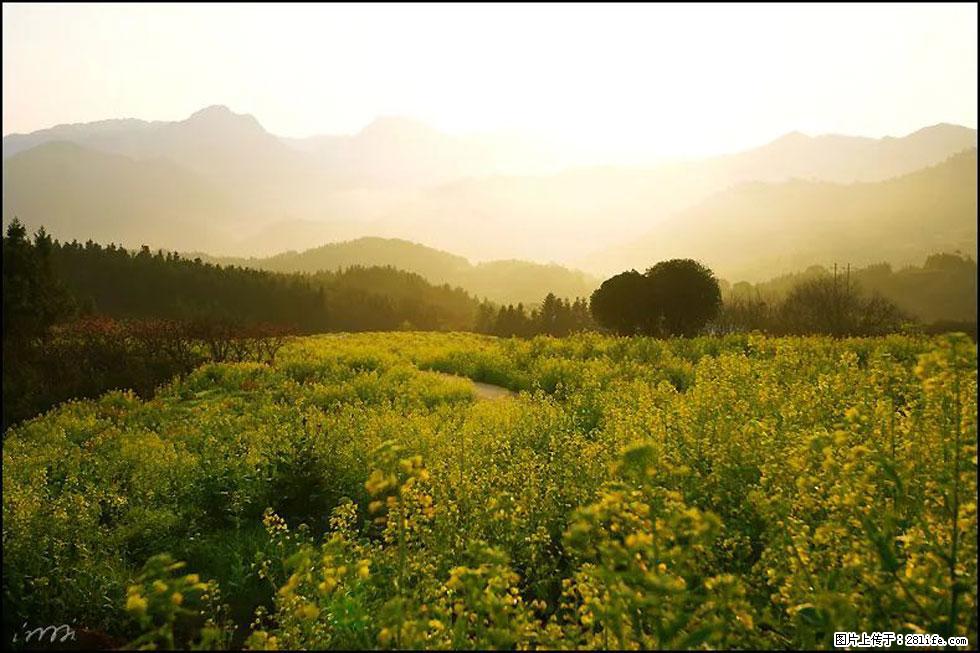 【春天,广西桂林灌阳县向您发出邀请!】长坪村油菜盛情花开 - 游山玩水 - 张家口生活社区 - 张家口28生活网 zjk.28life.com
