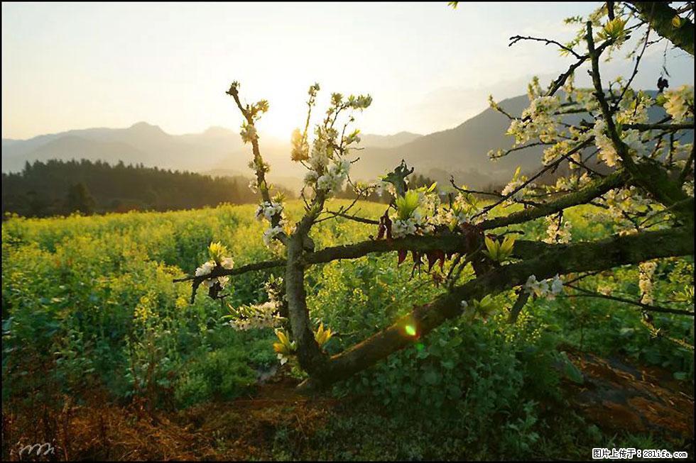 【春天,广西桂林灌阳县向您发出邀请!】长坪村油菜盛情花开 - 游山玩水 - 张家口生活社区 - 张家口28生活网 zjk.28life.com