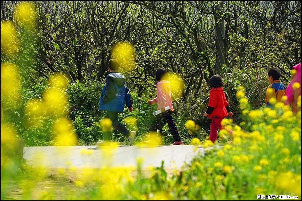 【春天,广西桂林灌阳县向您发出邀请!】长坪村油菜盛情花开 - 游山玩水 - 张家口生活社区 - 张家口28生活网 zjk.28life.com