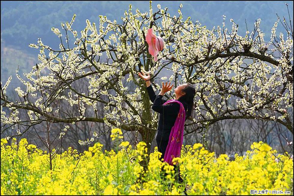 【春天,广西桂林灌阳县向您发出邀请!】长坪村油菜盛情花开 - 游山玩水 - 张家口生活社区 - 张家口28生活网 zjk.28life.com