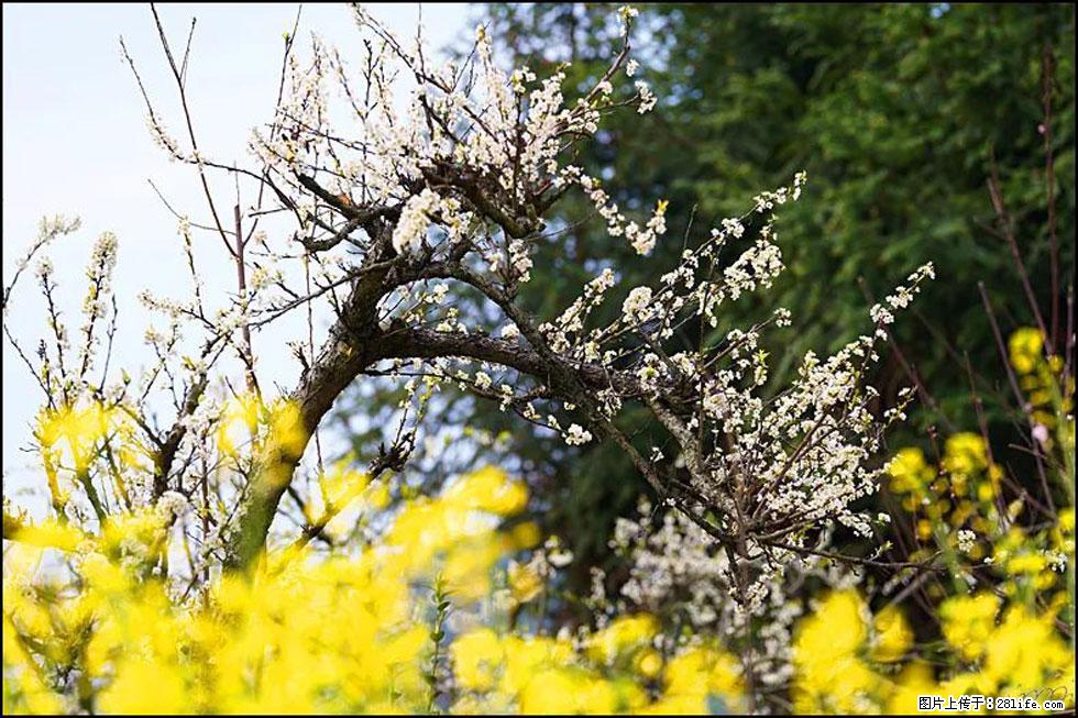 【春天,广西桂林灌阳县向您发出邀请!】长坪村油菜盛情花开 - 游山玩水 - 张家口生活社区 - 张家口28生活网 zjk.28life.com