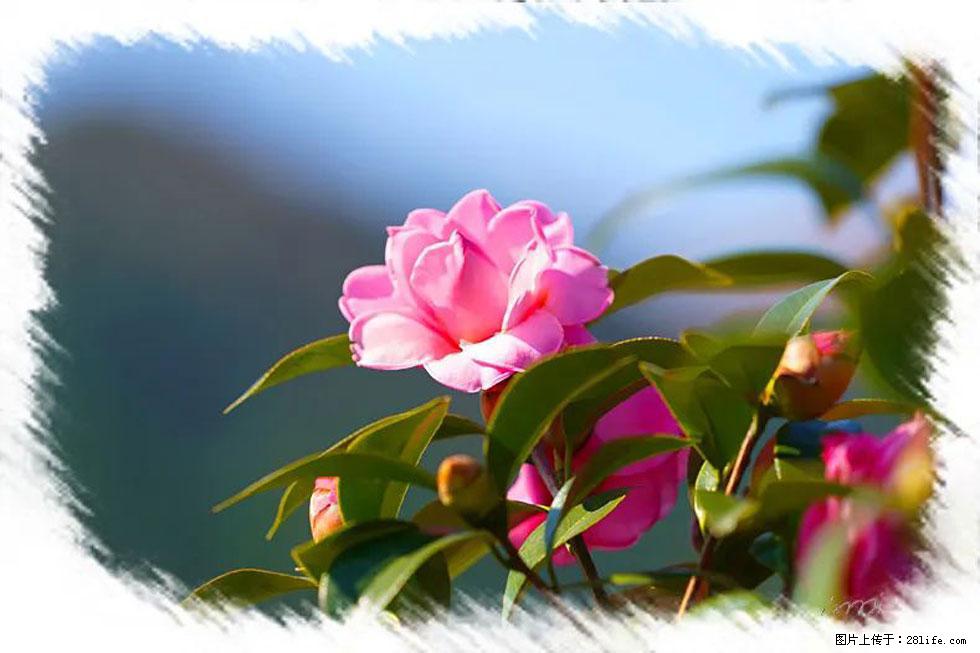 【春天,广西桂林灌阳县向您发出邀请!】杨柳井茶花惹人爱 - 游山玩水 - 张家口生活社区 - 张家口28生活网 zjk.28life.com