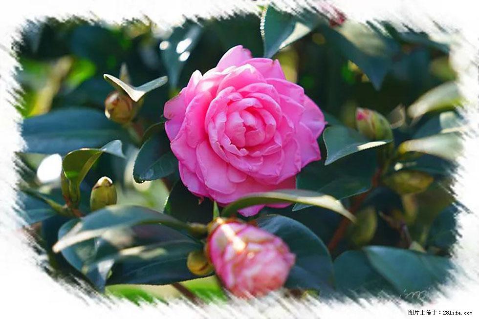 【春天,广西桂林灌阳县向您发出邀请!】杨柳井茶花惹人爱 - 游山玩水 - 张家口生活社区 - 张家口28生活网 zjk.28life.com