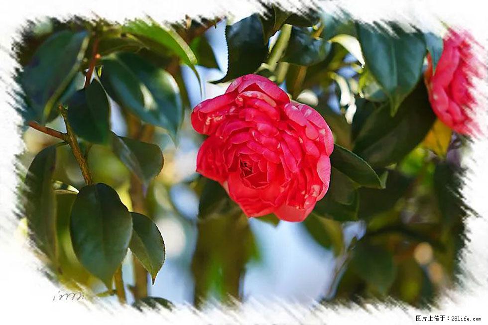 【春天,广西桂林灌阳县向您发出邀请!】杨柳井茶花惹人爱 - 游山玩水 - 张家口生活社区 - 张家口28生活网 zjk.28life.com