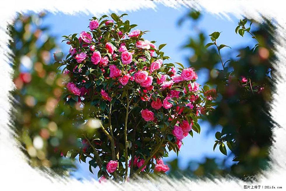 【春天,广西桂林灌阳县向您发出邀请!】杨柳井茶花惹人爱 - 游山玩水 - 张家口生活社区 - 张家口28生活网 zjk.28life.com