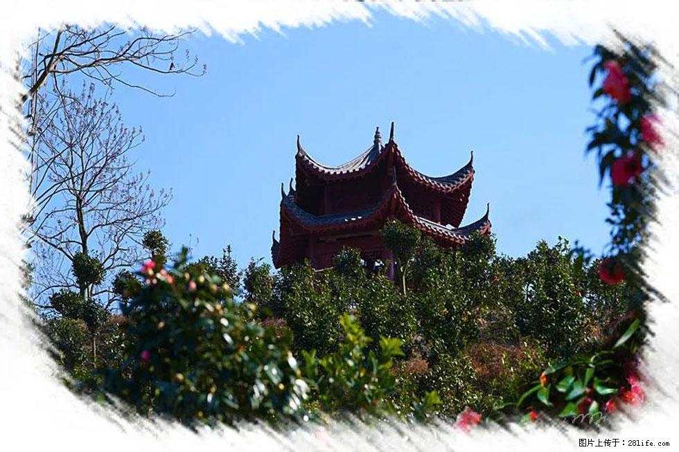 【春天,广西桂林灌阳县向您发出邀请!】杨柳井茶花惹人爱 - 游山玩水 - 张家口生活社区 - 张家口28生活网 zjk.28life.com