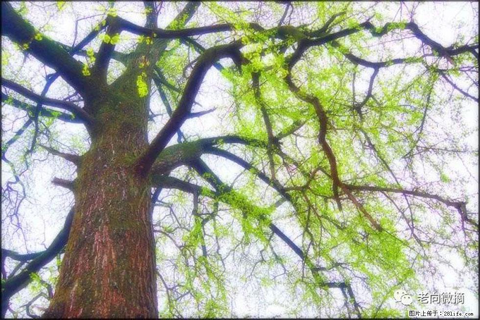 【春天,广西桂林灌阳县向您发出邀请!】在小龙村与春天约会 - 游山玩水 - 张家口生活社区 - 张家口28生活网 zjk.28life.com