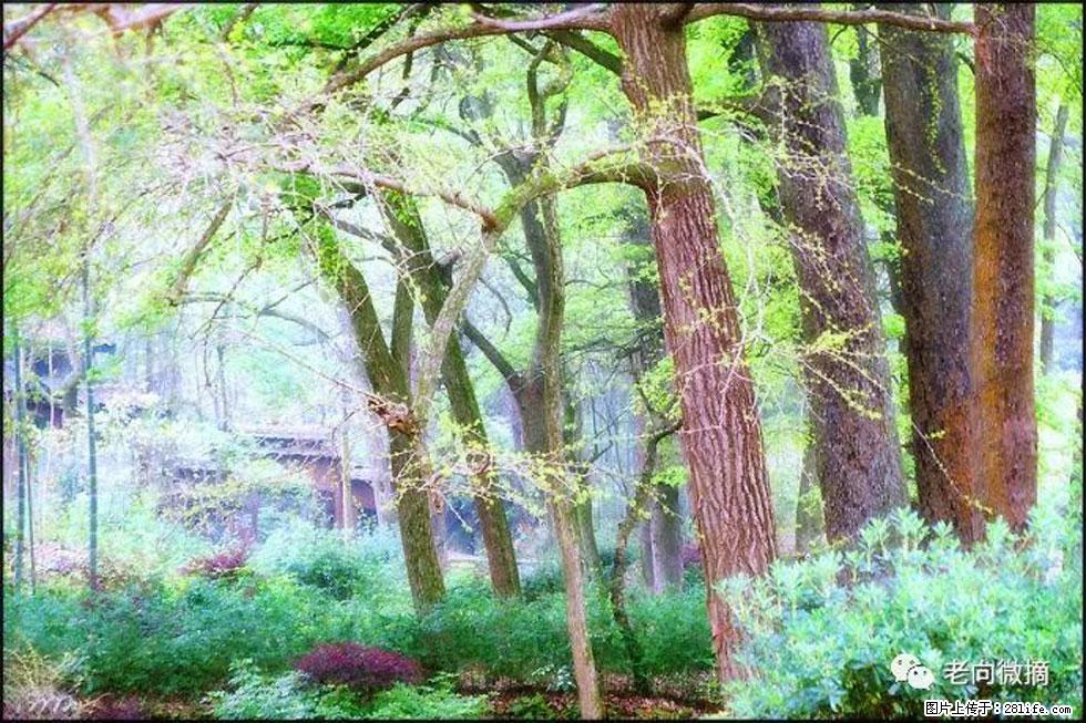 【春天,广西桂林灌阳县向您发出邀请!】在小龙村与春天约会 - 游山玩水 - 张家口生活社区 - 张家口28生活网 zjk.28life.com