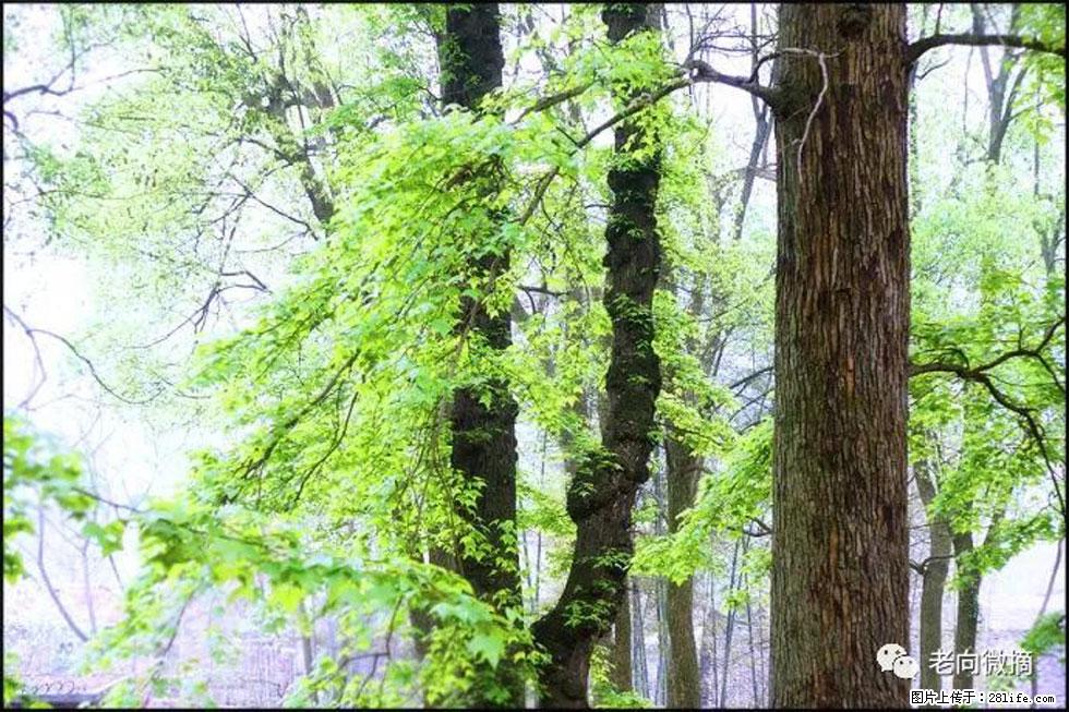 【春天,广西桂林灌阳县向您发出邀请!】在小龙村与春天约会 - 游山玩水 - 张家口生活社区 - 张家口28生活网 zjk.28life.com