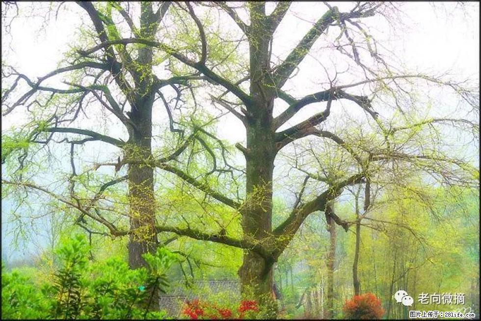 【春天,广西桂林灌阳县向您发出邀请!】在小龙村与春天约会 - 游山玩水 - 张家口生活社区 - 张家口28生活网 zjk.28life.com