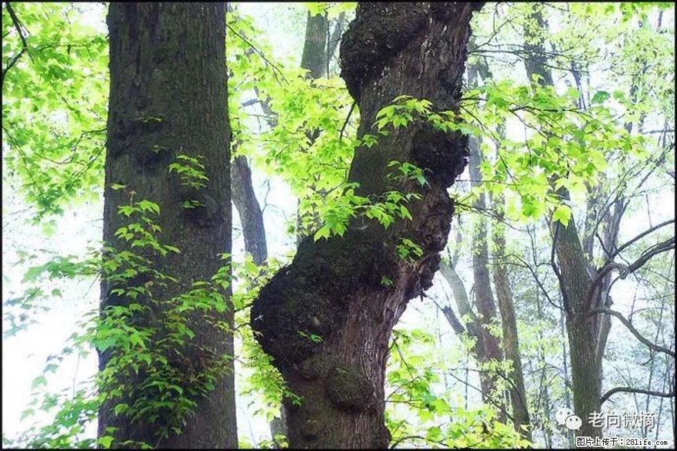 【春天,广西桂林灌阳县向您发出邀请!】在小龙村与春天约会 - 游山玩水 - 张家口生活社区 - 张家口28生活网 zjk.28life.com