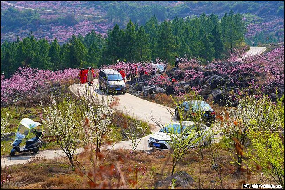 【春天,广西桂林灌阳县向您发出邀请!】望月岭上桃花开 - 游山玩水 - 张家口生活社区 - 张家口28生活网 zjk.28life.com