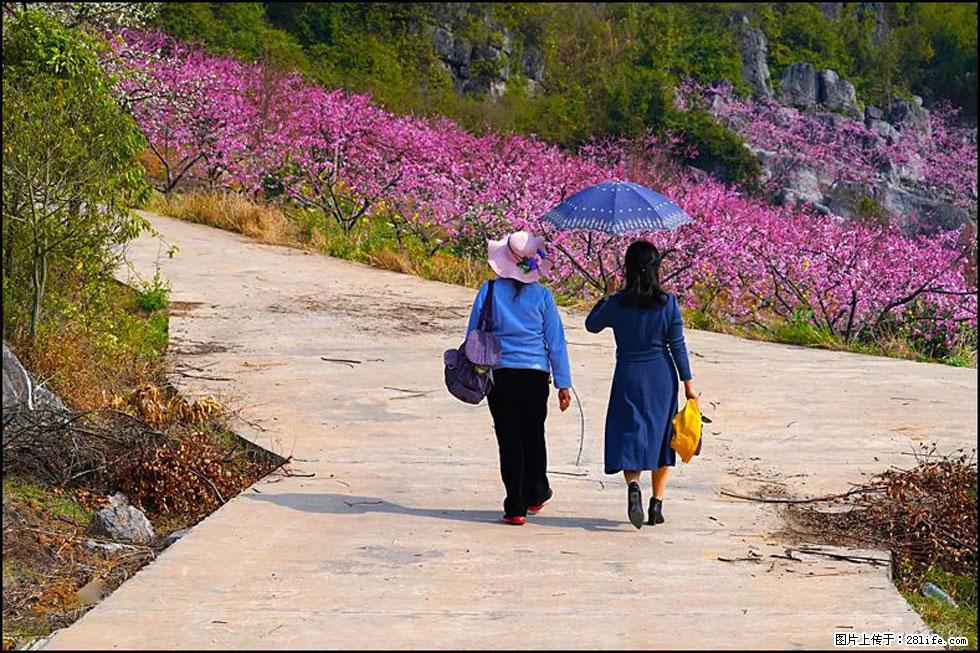 【春天,广西桂林灌阳县向您发出邀请!】望月岭上桃花开 - 游山玩水 - 张家口生活社区 - 张家口28生活网 zjk.28life.com