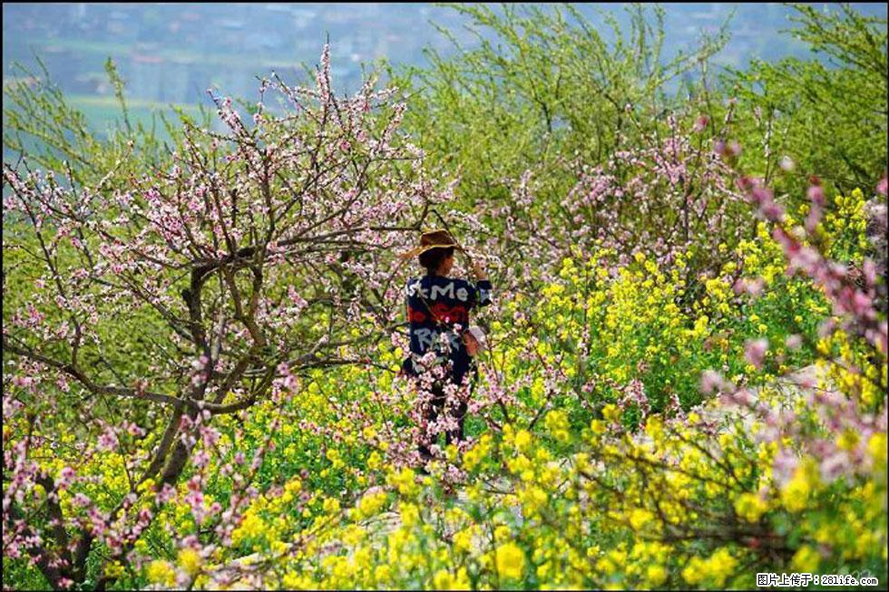 【春天,广西桂林灌阳县向您发出邀请!】望月岭上桃花开 - 游山玩水 - 张家口生活社区 - 张家口28生活网 zjk.28life.com