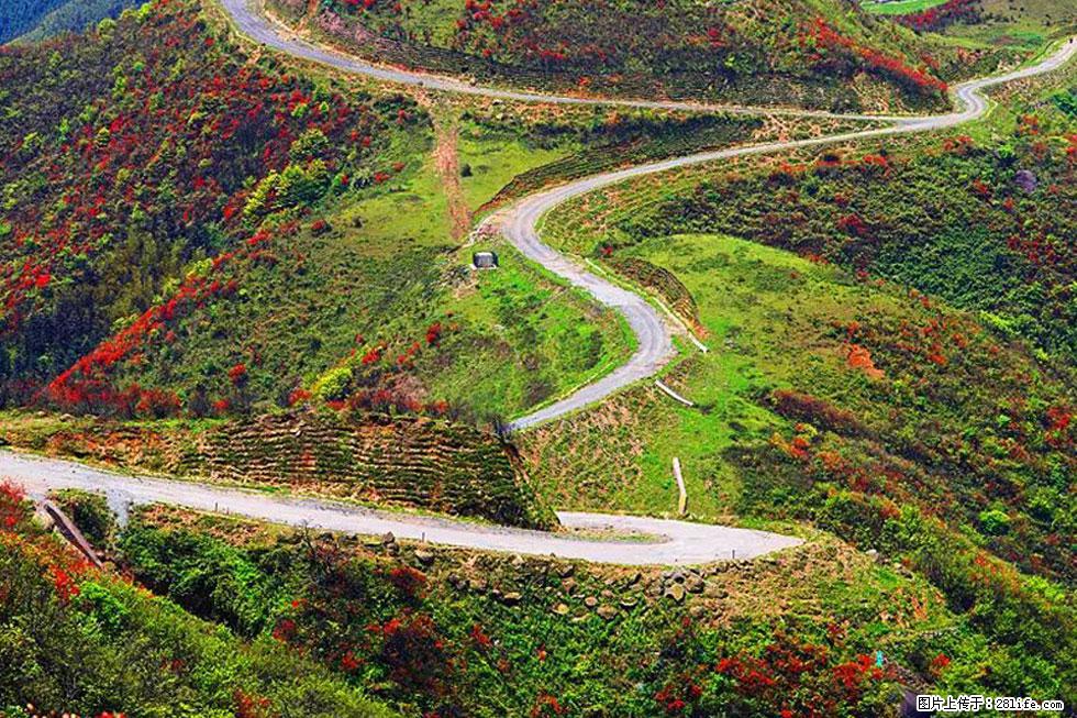 【春天,广西桂林灌阳县向您发出邀请!】春木界上映山红 - 游山玩水 - 张家口生活社区 - 张家口28生活网 zjk.28life.com