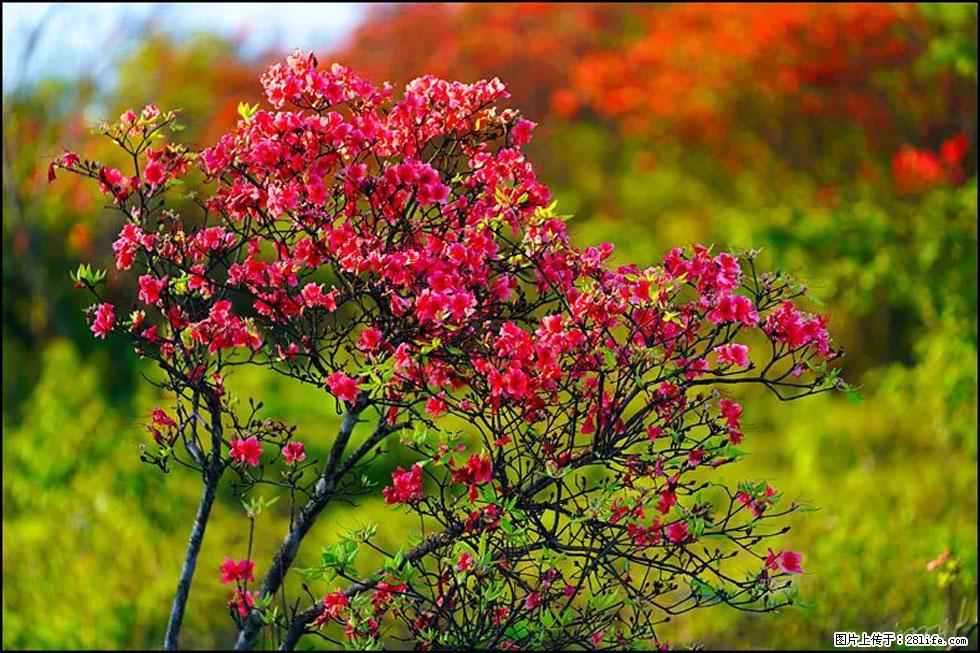 【春天,广西桂林灌阳县向您发出邀请!】春木界上映山红 - 游山玩水 - 张家口生活社区 - 张家口28生活网 zjk.28life.com
