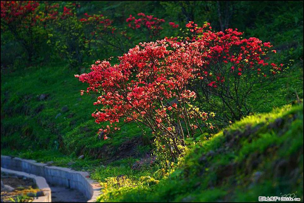 【春天,广西桂林灌阳县向您发出邀请!】春木界上映山红 - 游山玩水 - 张家口生活社区 - 张家口28生活网 zjk.28life.com