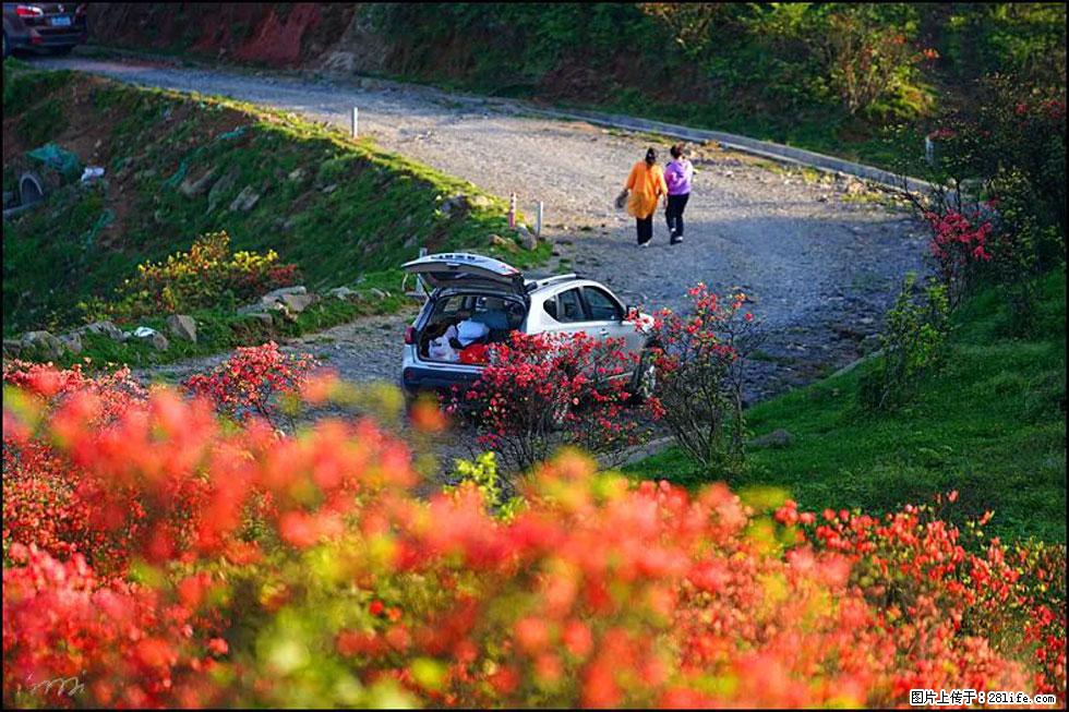 【春天,广西桂林灌阳县向您发出邀请!】春木界上映山红 - 游山玩水 - 张家口生活社区 - 张家口28生活网 zjk.28life.com