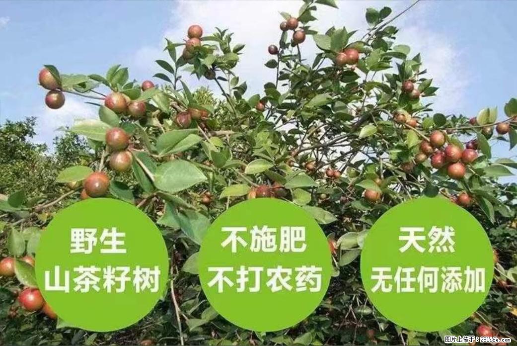 【灌阳县油茶产业示范区】一个有着充实的精神生活的人，对待身外之物自会有一种淡泊的态度 - 美食天地 - 张家口生活社区 - 张家口28生活网 zjk.28life.com