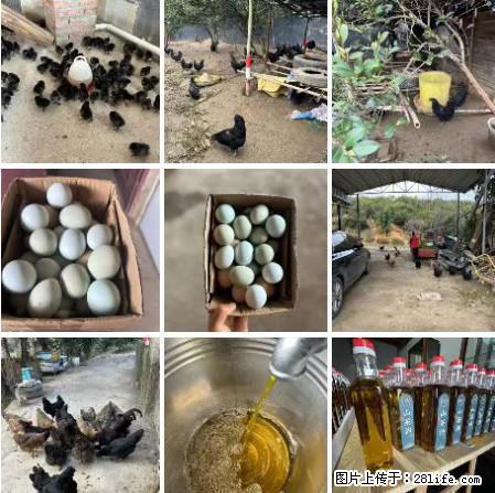 油茶园从小鸡仔开始养起的纯土鸡、土鸡蛋可以预定啦!还有前几天刚榨的纯山茶油哦 - 美食天地 - 张家口生活社区 - 张家口28生活网 zjk.28life.com