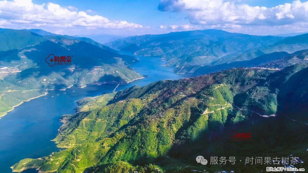 时间果百年古树龙珠普洱生茶 - 购物交流 - 张家口生活社区 - 张家口28生活网 zjk.28life.com