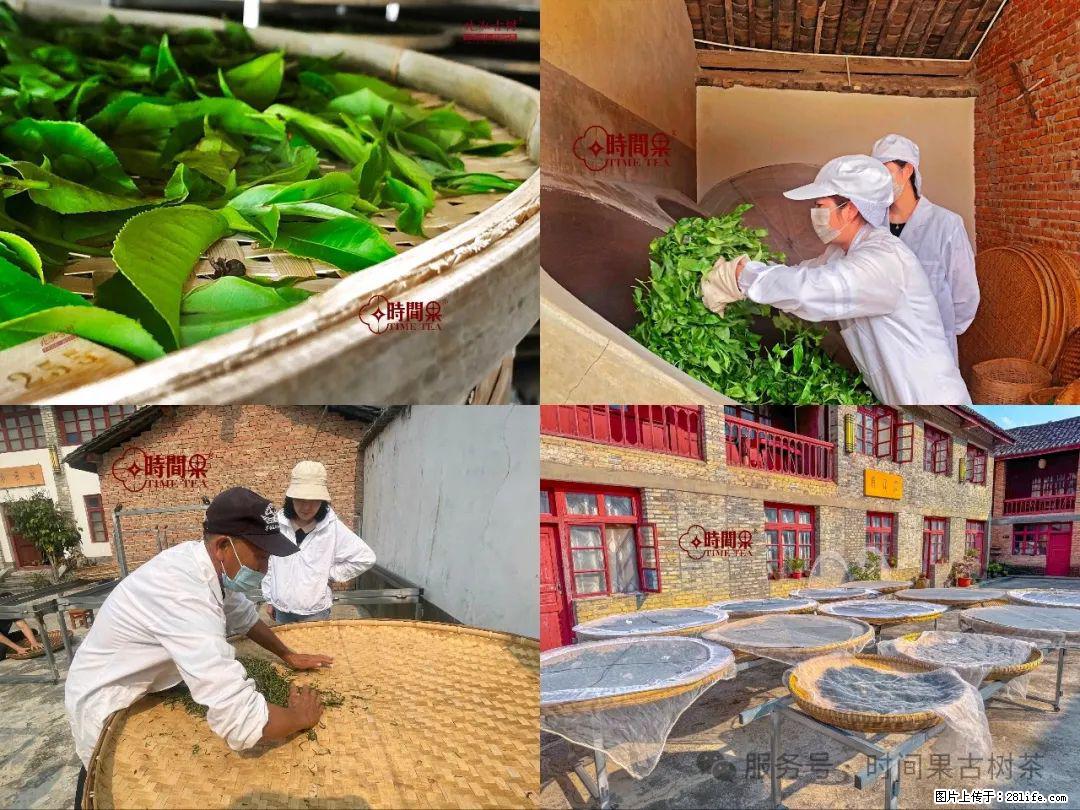 时间果百年古树龙珠普洱生茶 - 购物交流 - 张家口生活社区 - 张家口28生活网 zjk.28life.com