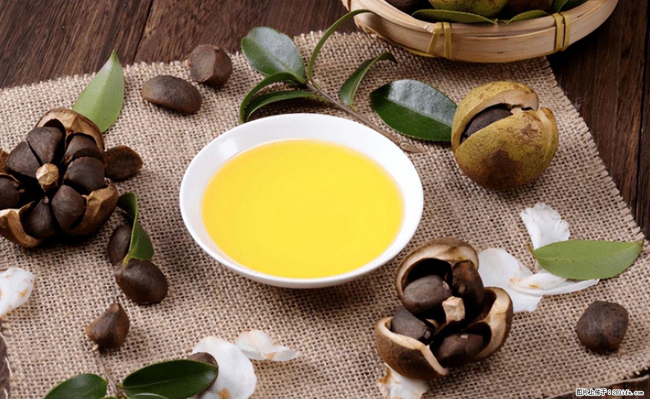 揭秘茶油的5大核心营养成分!被称为人体健康的“守护盾”! - 张家口生活资讯 - 张家口28生活网 zjk.28life.com