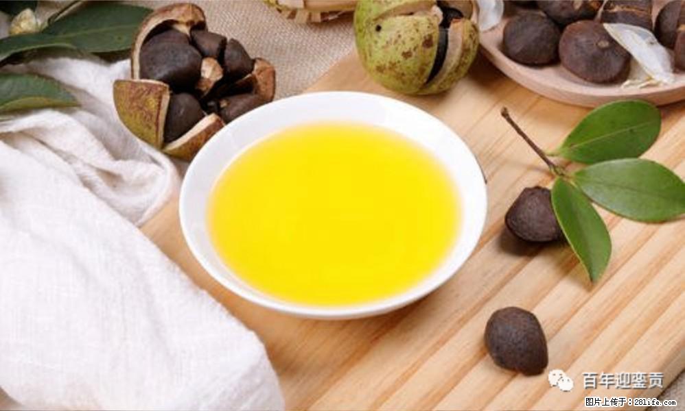 揭秘茶油的5大核心营养成分!被称为人体健康的“守护盾”! - 张家口生活资讯 - 张家口28生活网 zjk.28life.com