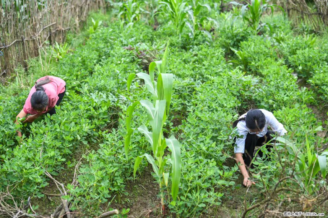 全网追的“扁担女孩”,找了一份暑假工,时薪12元 - 张家口生活资讯 - 张家口28生活网 zjk.28life.com