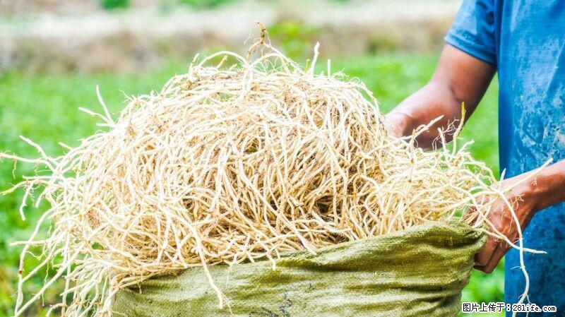 堪称“最难吃”的蔬菜,却是 “抗辐射神器”,还能护肺、清热、止咳化痰! - 张家口生活资讯 - 张家口28生活网 zjk.28life.com