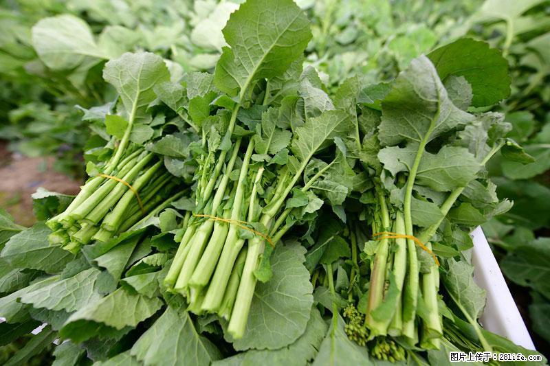 这些蔬菜是“天然钙片”，这6种被医生重点推荐 - 张家口生活资讯 - 张家口28生活网 zjk.28life.com